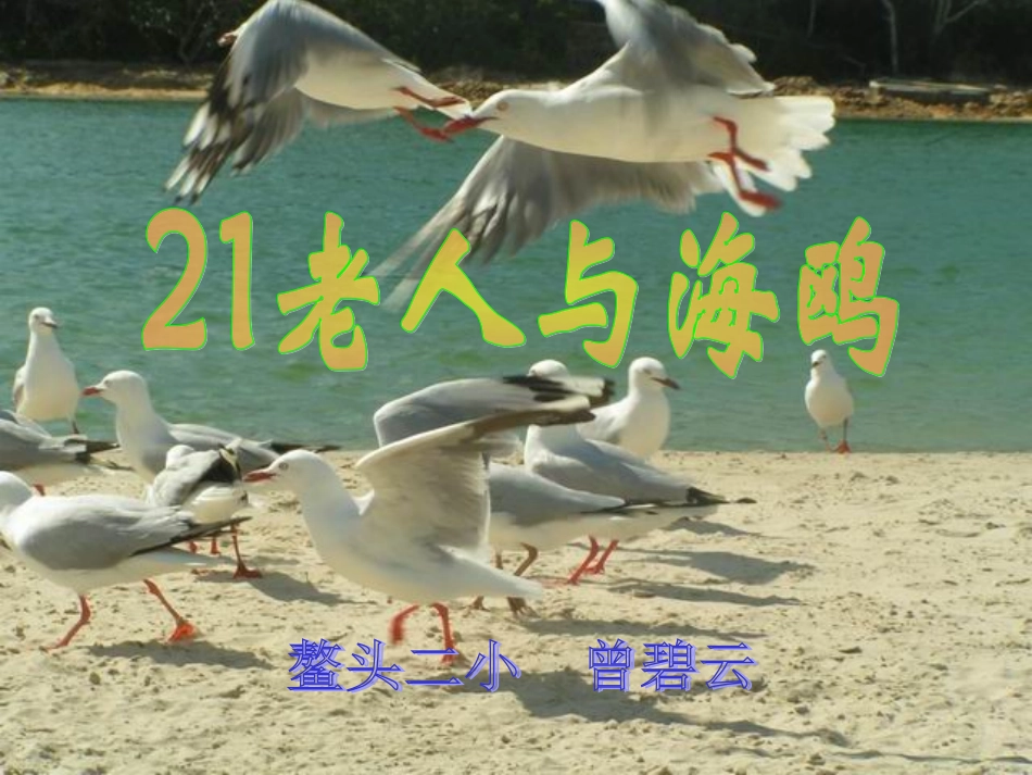 《老人与海鸥》课件 (2)_第1页
