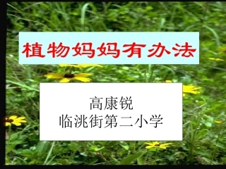 植物妈妈有办法课件