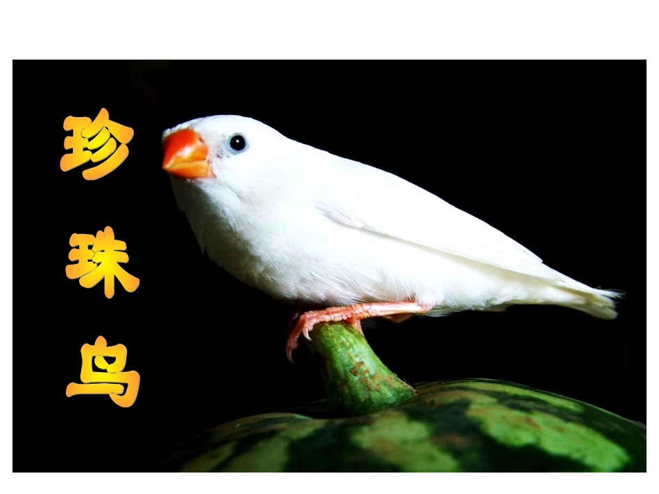 苏教版四年级语文上册--珍珠鸟课件_第1页