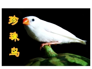 苏教版四年级语文上册--珍珠鸟课件