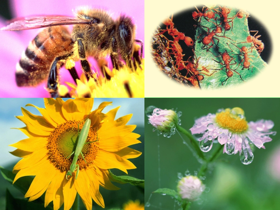 美妙的小世界_第2页