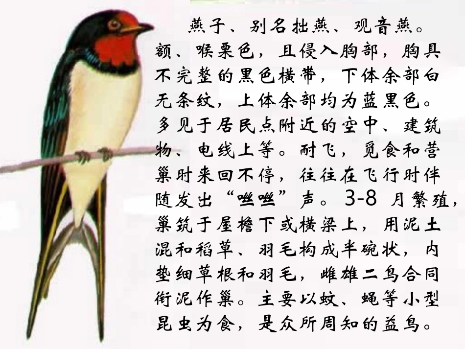 燕子专列课件_第2页