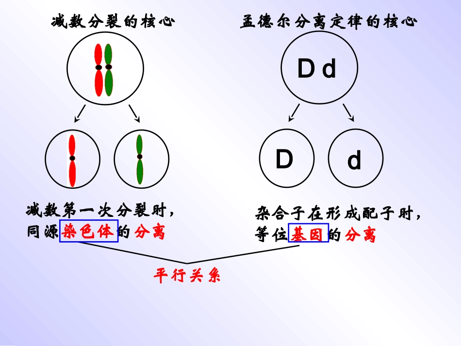 基因在染色体上_第3页