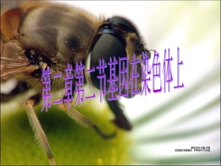 基因在染色体上