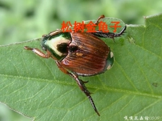 《松树金龟子》