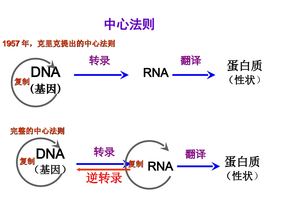 用基因对性状的控制_第2页