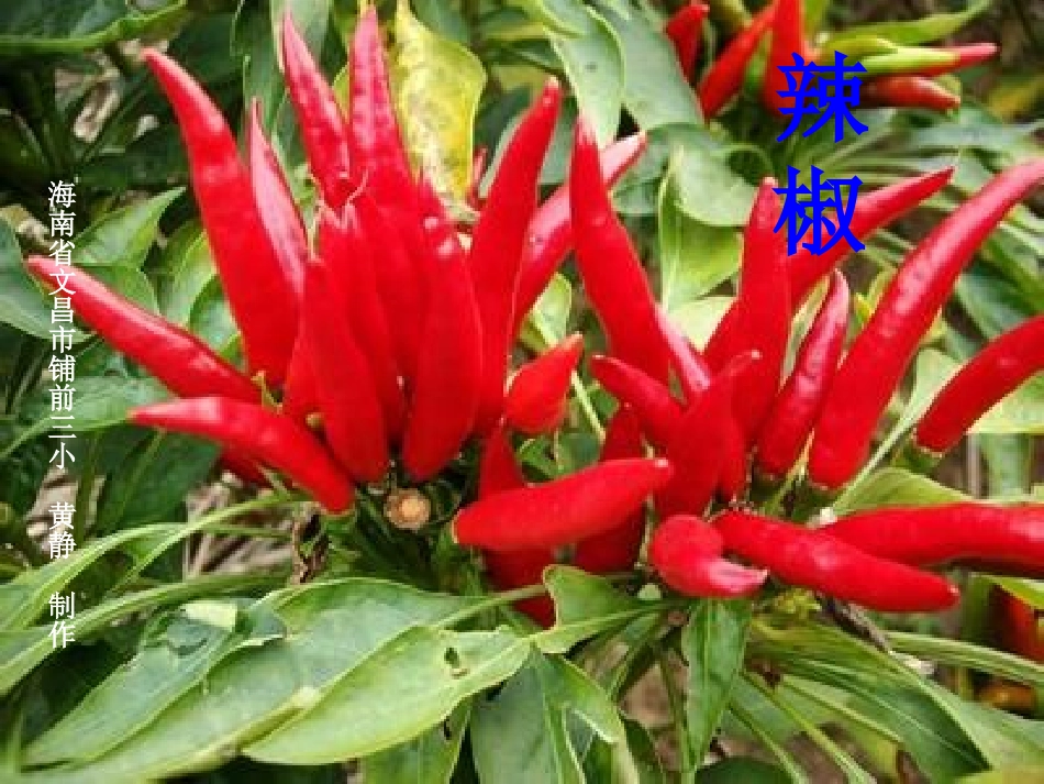 人教版小学一年级语文上册《菜园里》课件_第3页