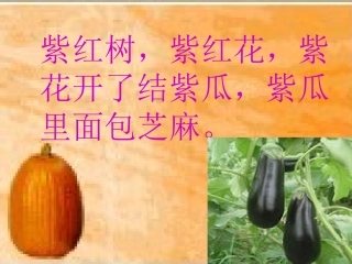 在蔬菜的王国里