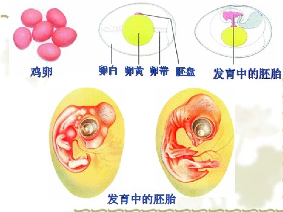 陈蓓八年级生物上册（202）课件_第2页