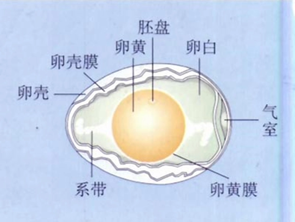 陈蓓八年级生物上册（202）课件_第3页
