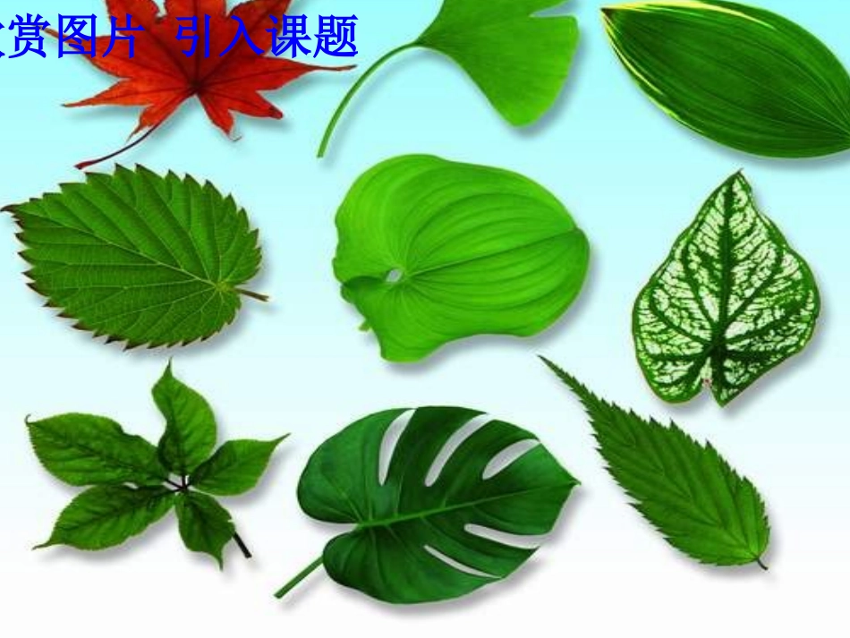 《植物光合作用的场所》课件孙晓_第1页