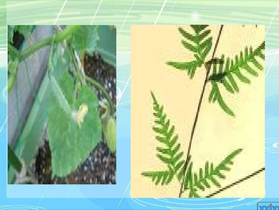《植物光合作用的场所》课件孙晓_第2页
