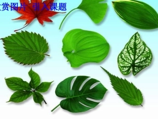 《植物光合作用的场所》课件孙晓