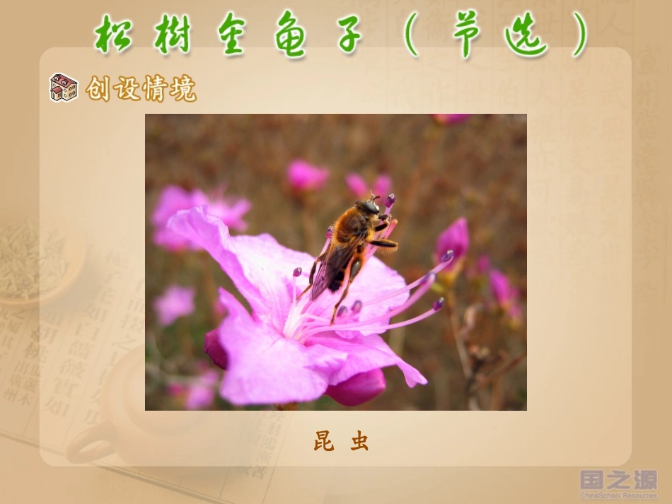 松树金龟子（节选）_第2页