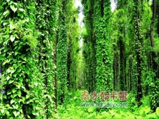 《生物入侵者》公开课课件[1]