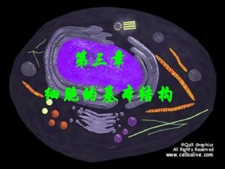 细胞膜系统的边界