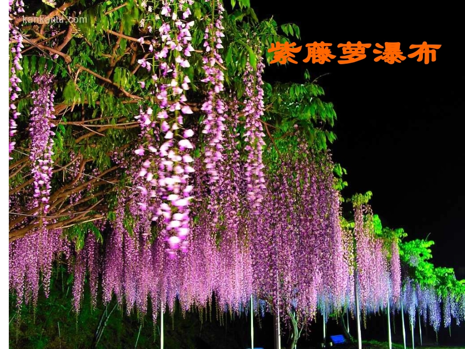 《紫藤萝瀑布》课件_第1页