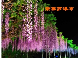 《紫藤萝瀑布》课件