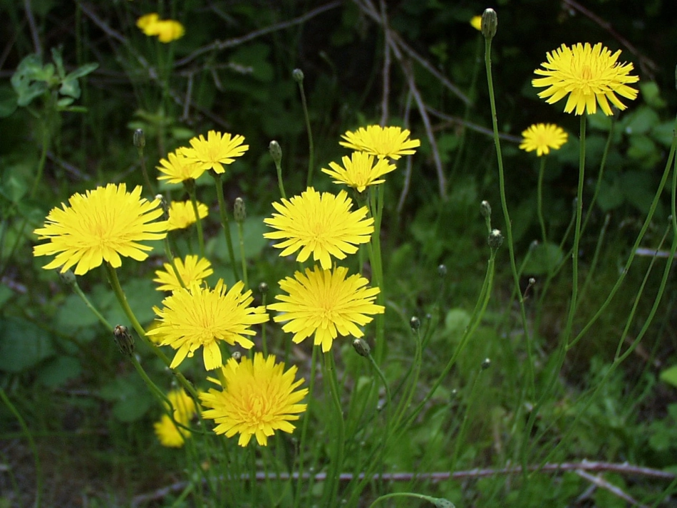 金色的草地课件页_第3页