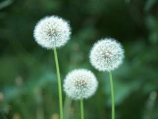 金色的草地课件页