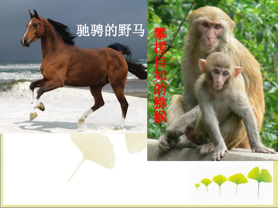 《哺乳动物》课件_第2页