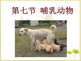 《哺乳动物》课件