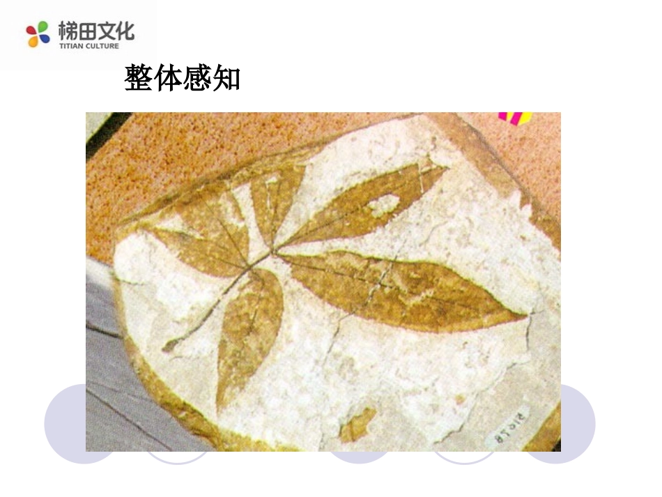 《化石吟》参考课件1_第2页