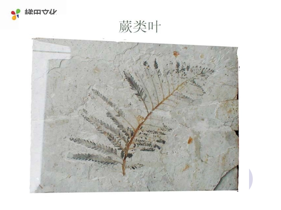 《化石吟》参考课件1_第3页