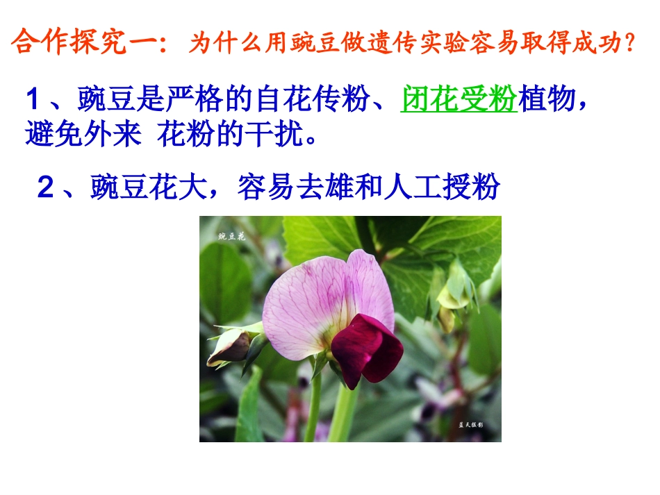 孟德尔的豌豆杂交实验一_第3页