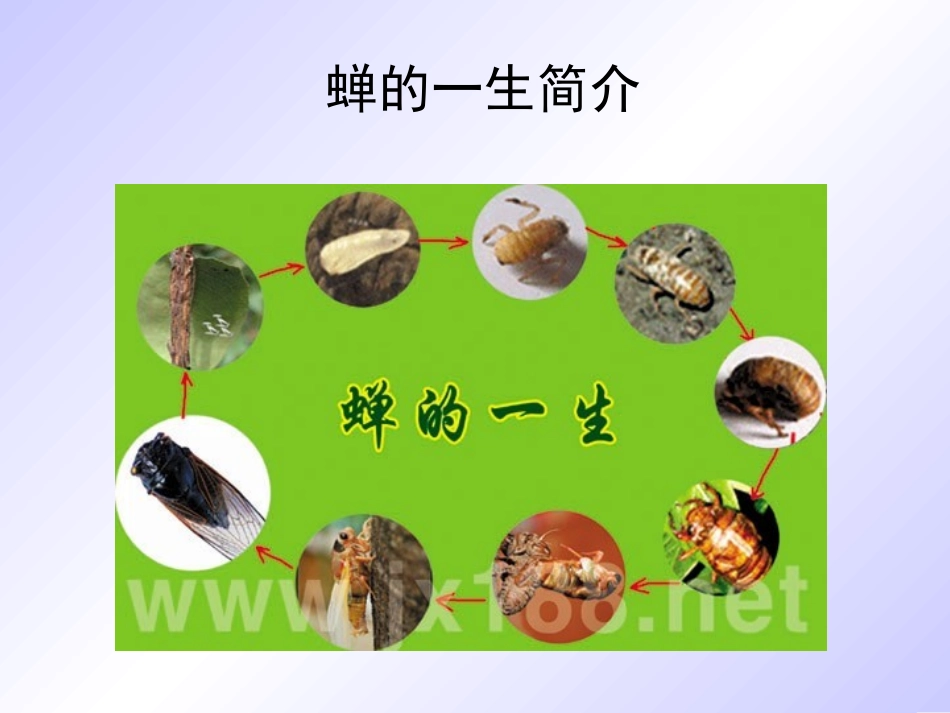 短文两篇蝉、贝壳_第2页