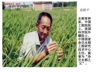 世界杂交水稻之父