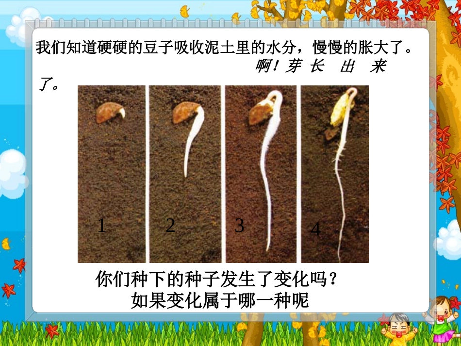 《我们先看到了根》课件_第2页