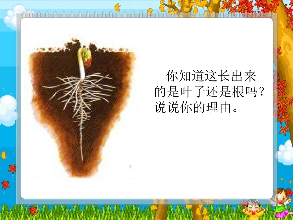 《我们先看到了根》课件_第3页