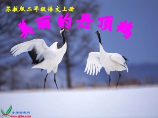 （苏教版）二年级语文上册课件美丽的丹顶鹤3