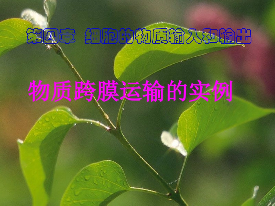 物质跨膜运输_第1页