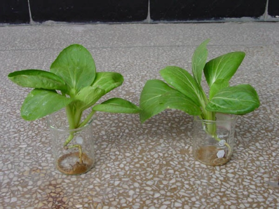 物质跨膜运输_第2页