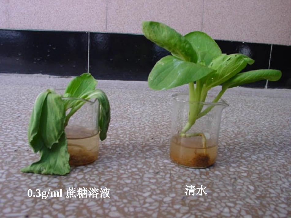 物质跨膜运输_第3页