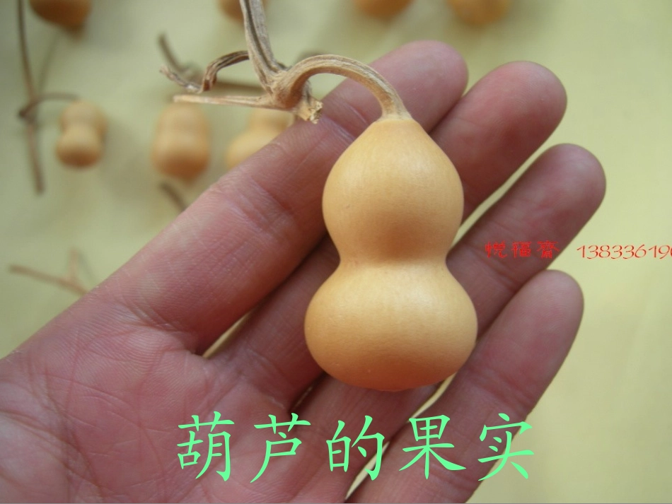 小学人教版二年级语文上册《14、我要的是葫芦》课件_第2页