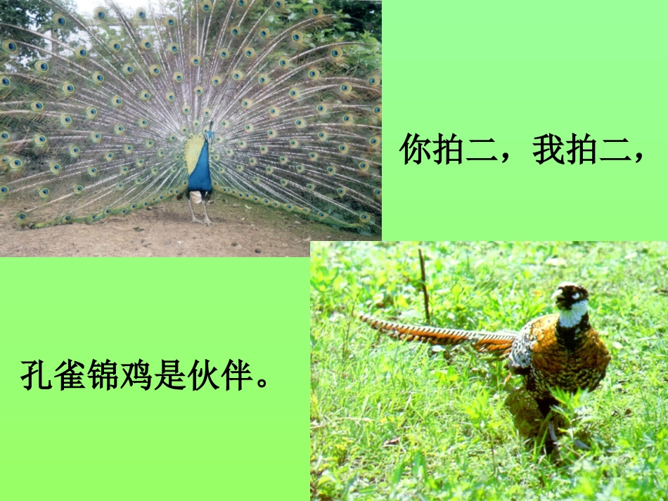 二年级语文上册识字七课件_第3页