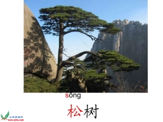 《小松树和大松树》课件(苏教版一年级语文下册课件)(1)