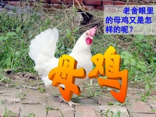 《母鸡》教学课件