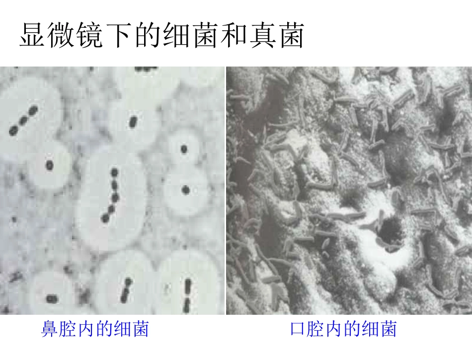 细菌和真菌的分布-副本_第3页