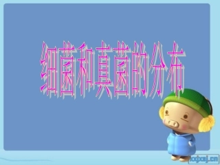 细菌和真菌的分布-副本