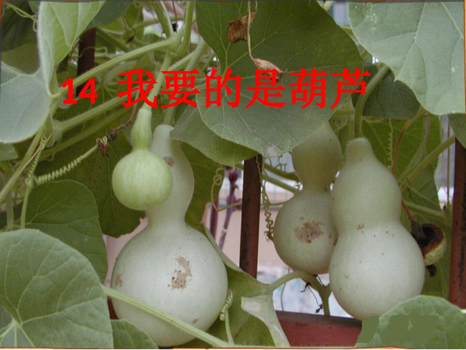 我要的是葫芦》_第1页