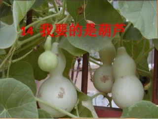 我要的是葫芦》