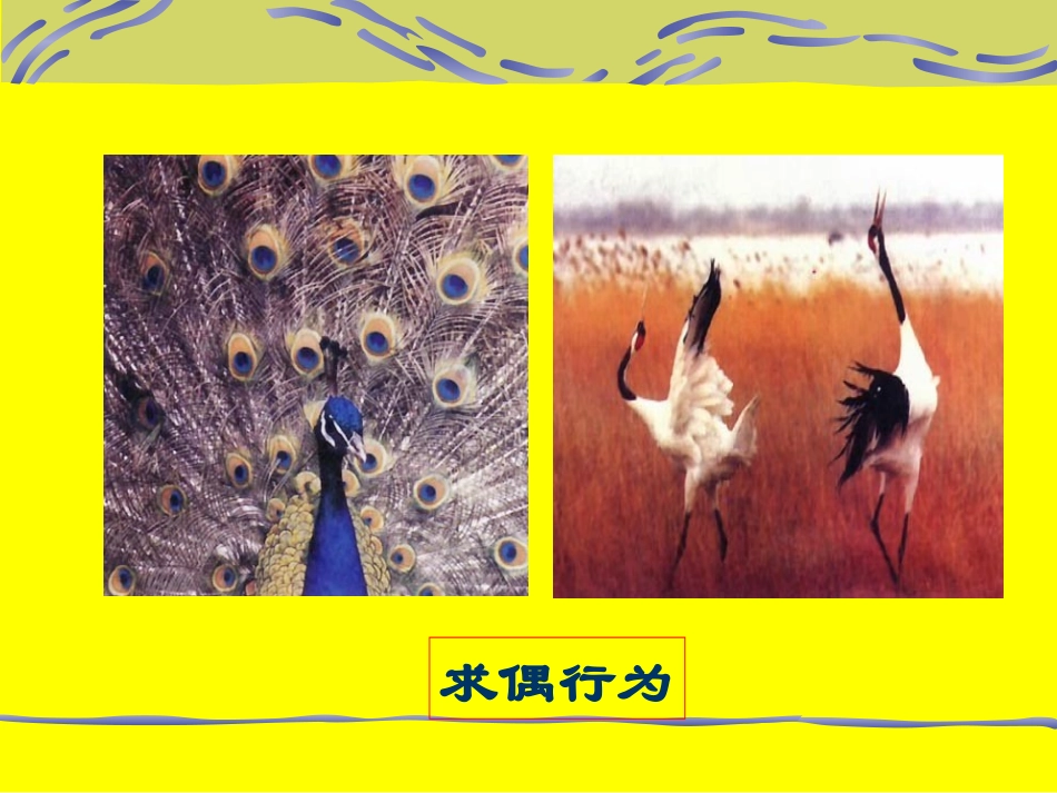 鸟类的生殖和发育_第3页