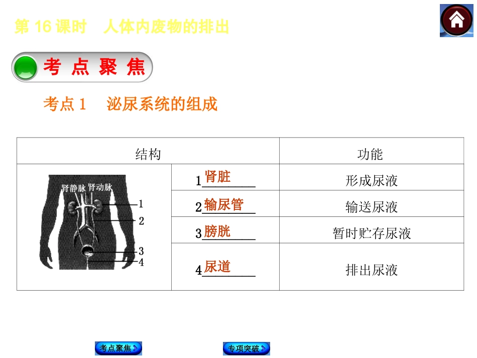 2015生物中考总复习课件（考点聚焦+归类探究+回归教材）：第16课时　人体内废物的排出_第2页