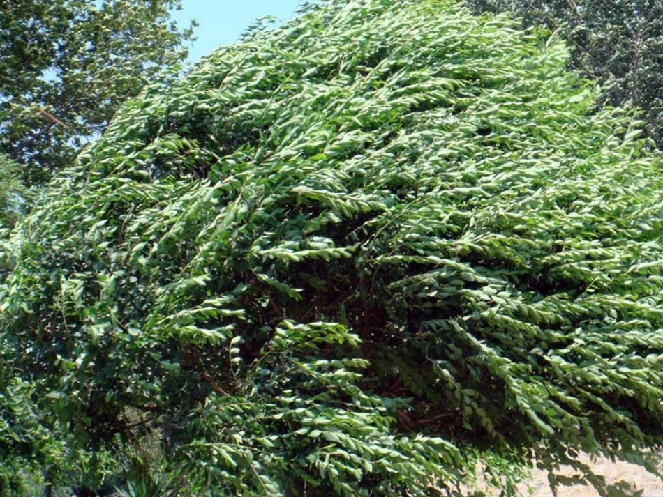 贾平凹《风雨》课件(28页)_第2页