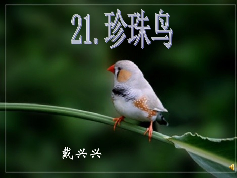 苏教版四年级语文-21珍珠鸟_第1页