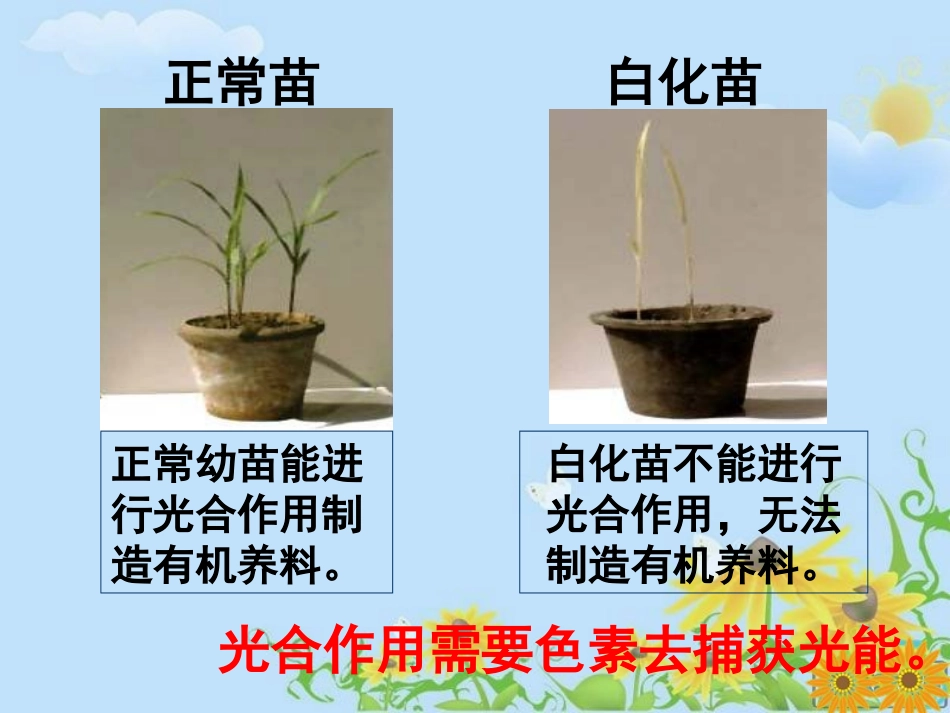 人教版必修1541捕获光能的色素和结构_第2页